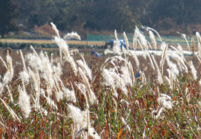 各局でパンダが５０年ぶり日本から消える報道