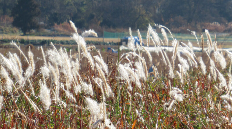 各局でパンダが５０年ぶり日本から消える報道