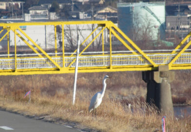 異例の最短選挙