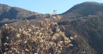 衆議院選挙で歴史的自民党圧勝