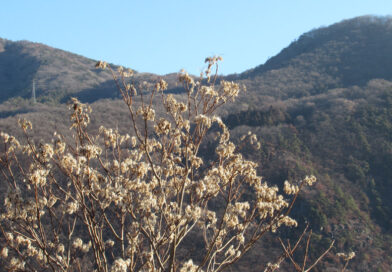 衆議院選挙で歴史的自民党圧勝