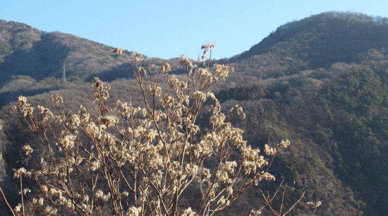 衆議院選挙で歴史的自民党圧勝