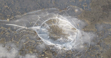 ニパウイルス　インドで感染者確認