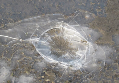 ニパウイルス　インドで感染者確認