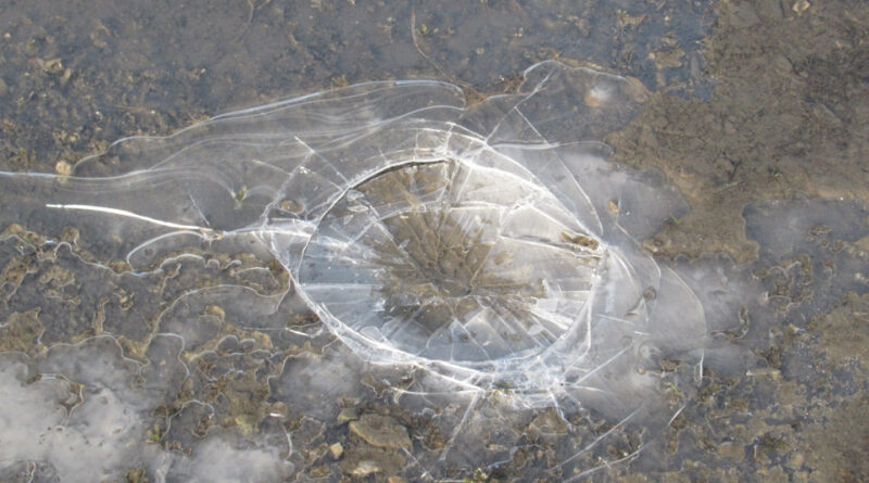 ニパウイルス　インドで感染者確認