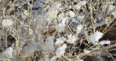 米価格いつ安くなる？