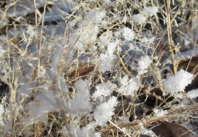 米価格いつ安くなる？