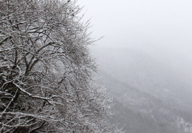 自治体ホームページ障害