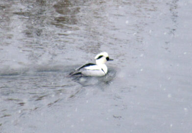 トランプ米大統領に迫る原油高