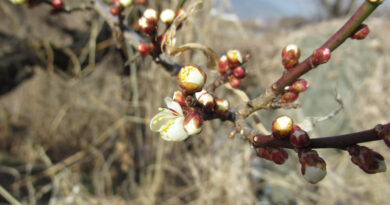 京都・男児行方不明事件は既に捜索ではなく“検証”