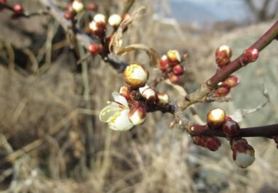 京都・男児行方不明事件は既に捜索ではなく“検証”