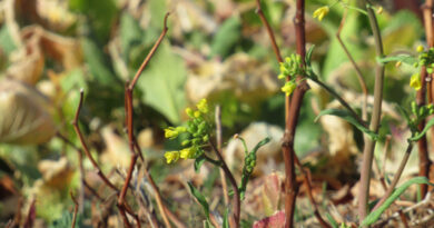 長野県大町市美麻で震度５強と詐欺画面
