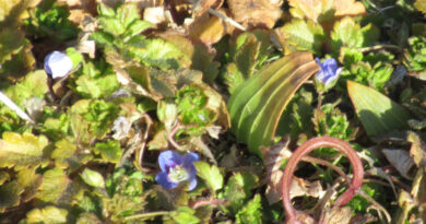 物価高騰対策事業「さかきの暮らし応援券」