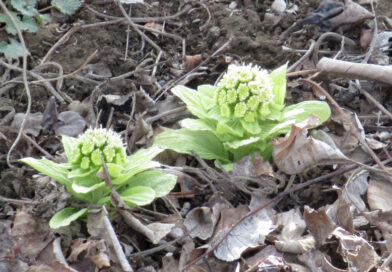 ホルムズ海峡再封鎖 イスラエルが原因