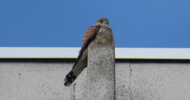 AI画像が世界中に氾濫する時代