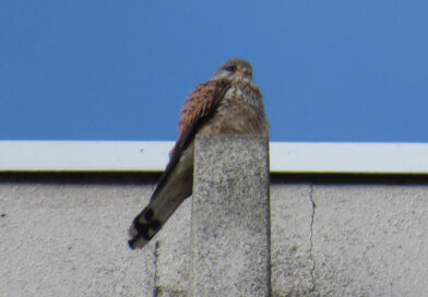 AI画像が世界中に氾濫する時代