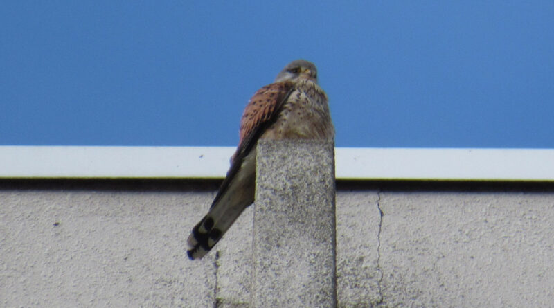 AI画像が世界中に氾濫する時代