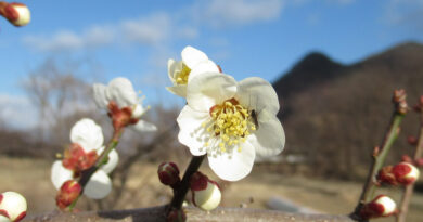 善光寺に日本茶のカフェオープン