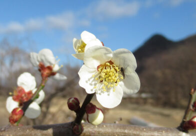 善光寺に日本茶のカフェオープン