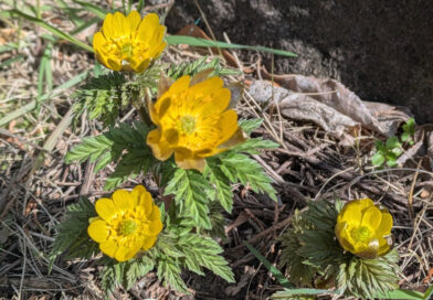 天龍村でソメイヨシノ開花…最も早く