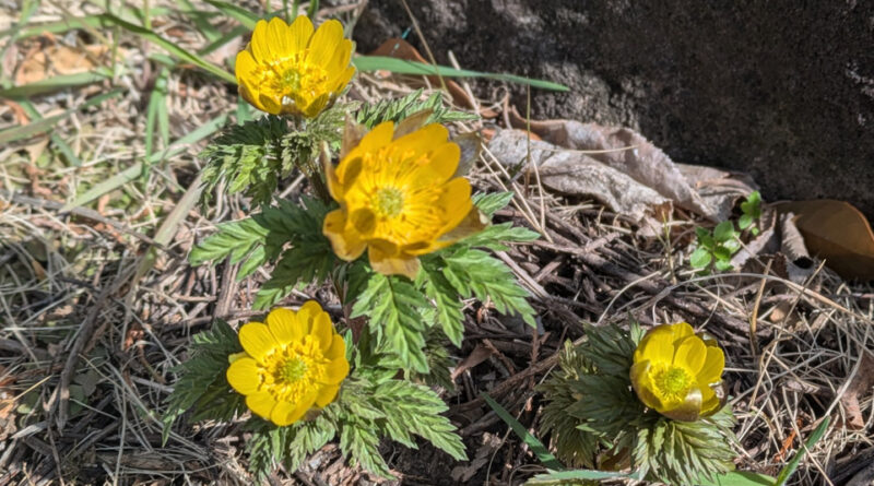 天龍村でソメイヨシノ開花…最も早く