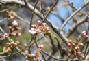 長野市でソメイヨシノが開花