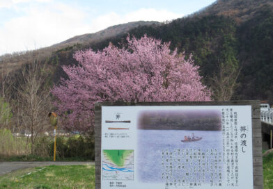今度は長野市裾花川の河川敷にイノシシ