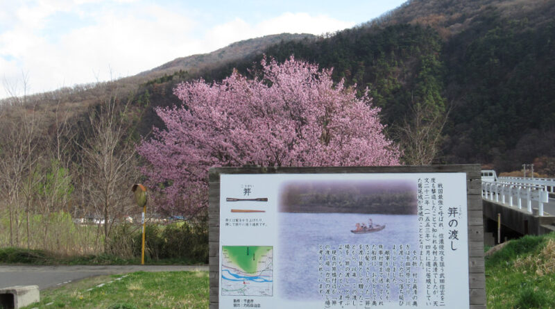 今度は長野市裾花川の河川敷にイノシシ