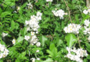 7月2日は「夏の長野県産レタスの日」