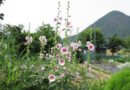 お盆は関東・東北で平年より低い気温に　お盆明けはまた暑い